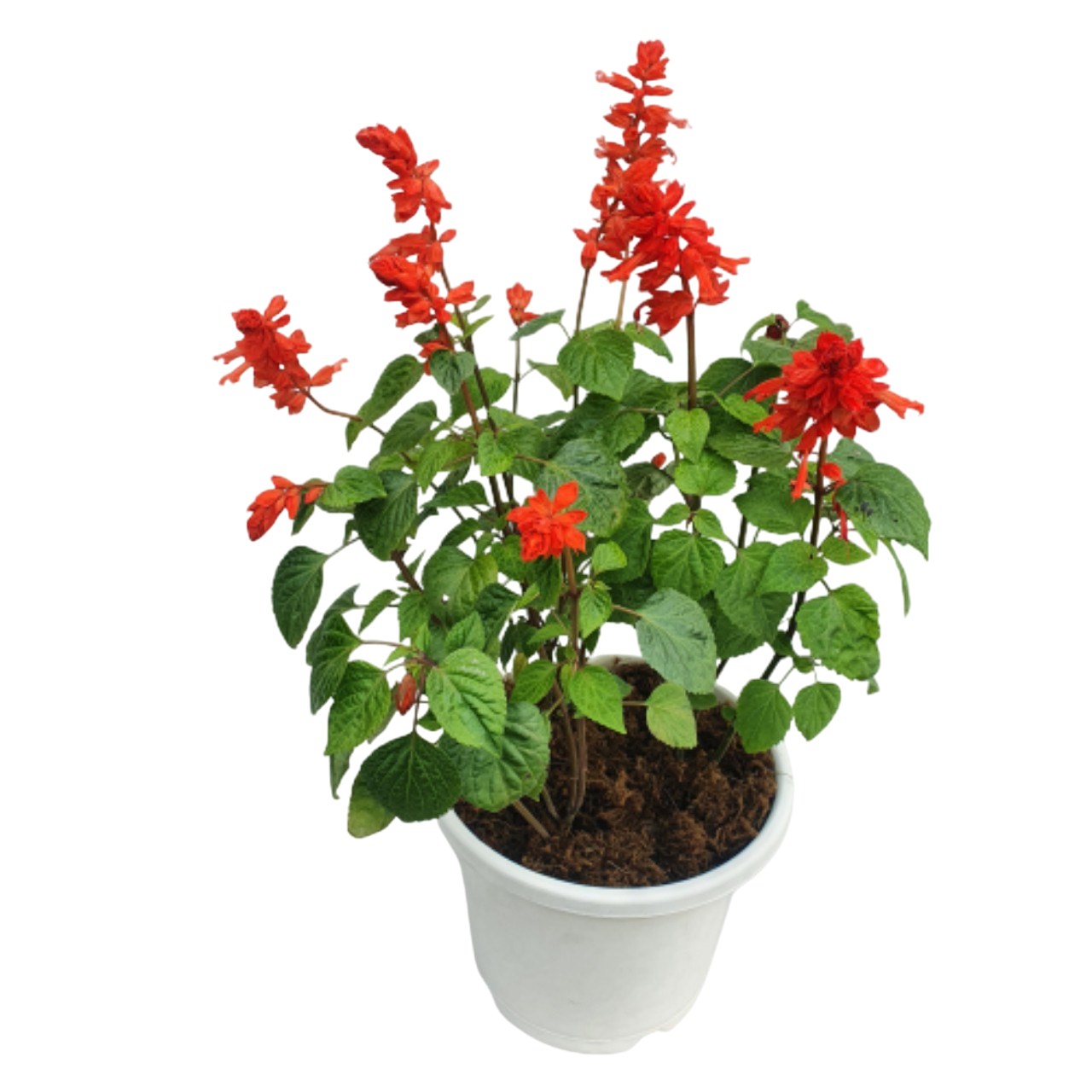 Wild Salvia Plant